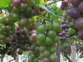 �c(di��n)���鿴Ԕ��